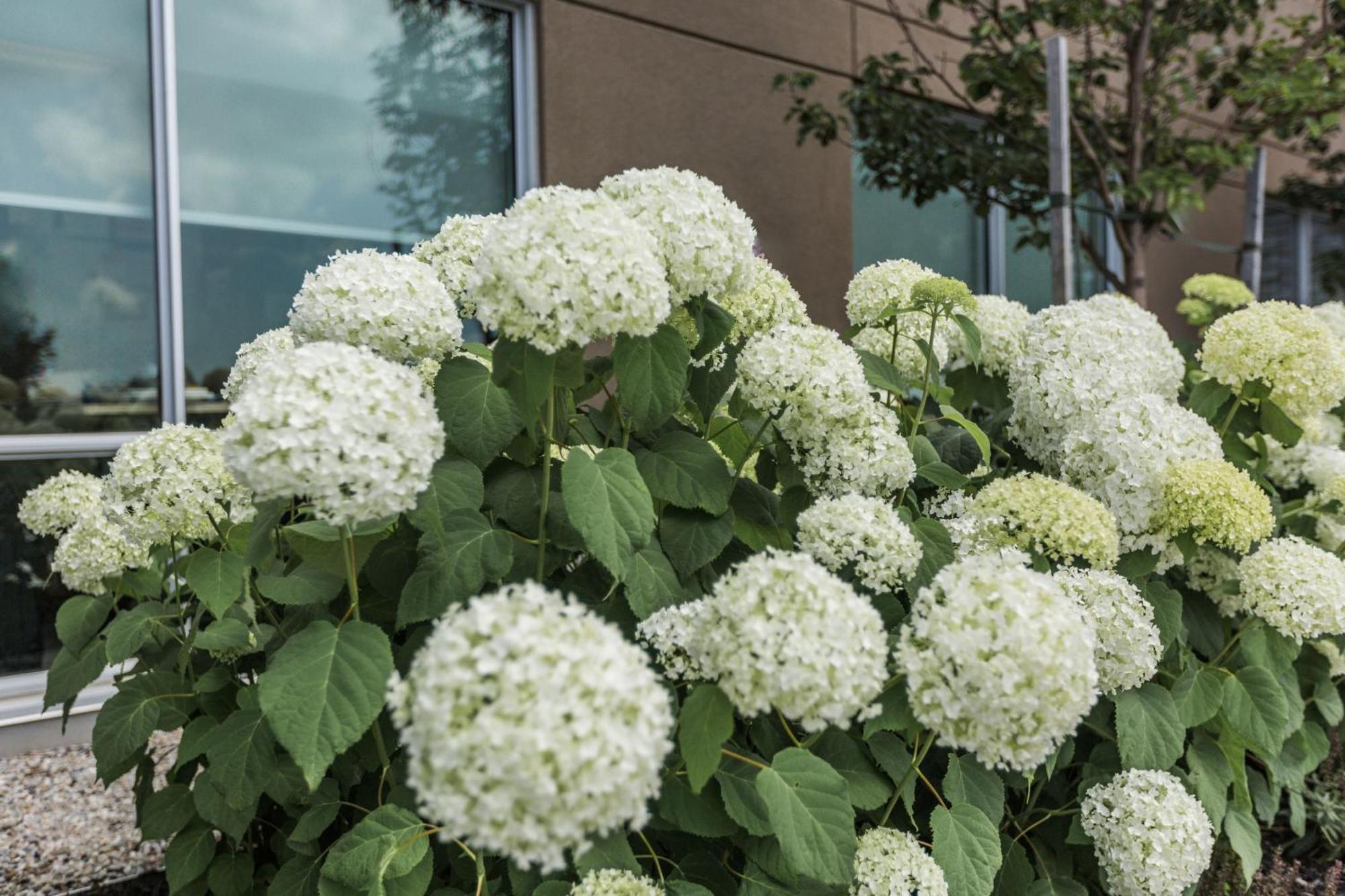 Holiday Inn Express&Suites - Welland Exteriör bild